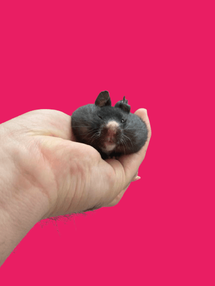 Doya, a small black hamster, resting in a hand